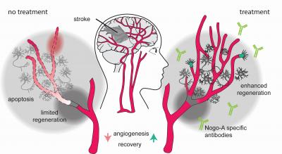 Blocking Nogo-A Promotes Vascular Growth