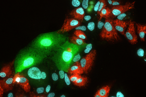 Replication of hepatitis C virus (HCV) and hepatitis E Virus (HEV) in human liver cells.