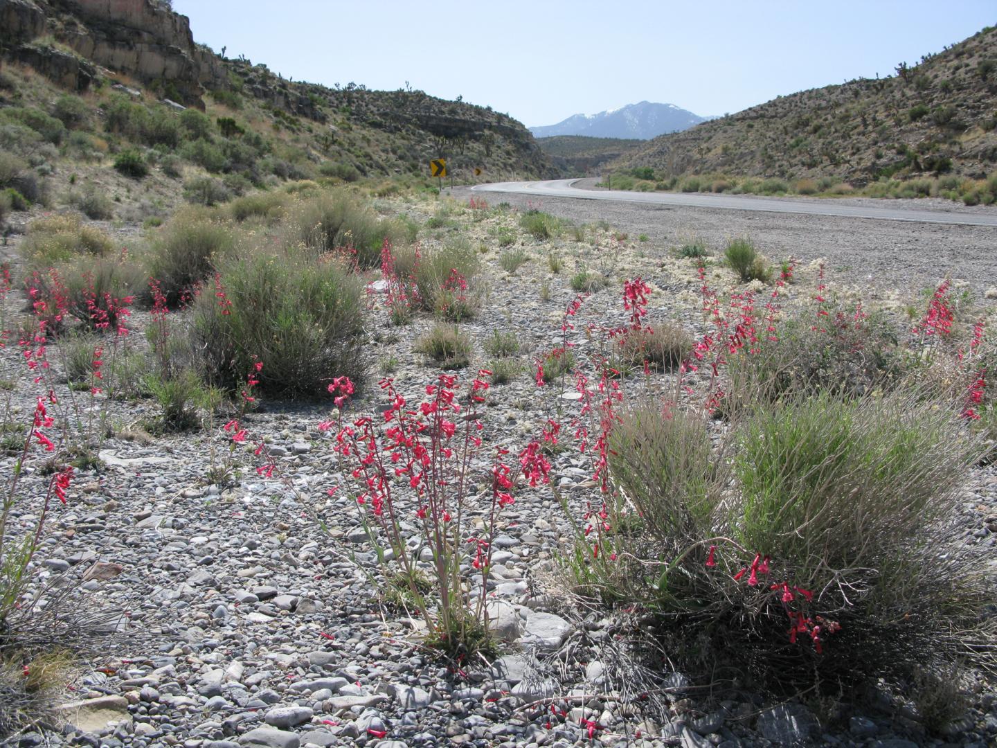 <i>Penstemon utahensis</i>