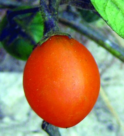 <I>Solanum</I> (2 of 2)