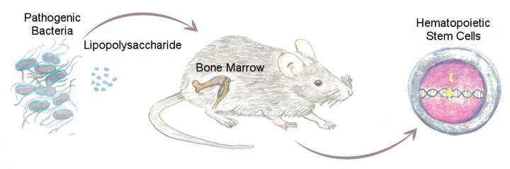 Bacterial Infection Decreases Ability to Produce Blood