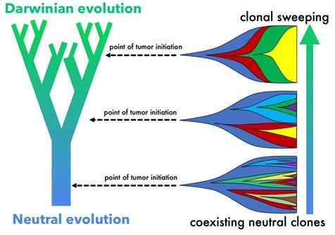 Evolution Diagram