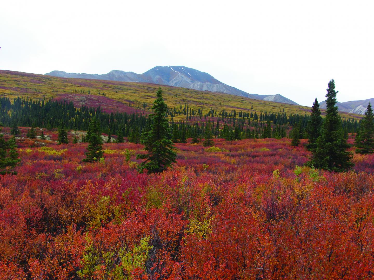 A mosaic of vegetation covers the arctic-boreal zone