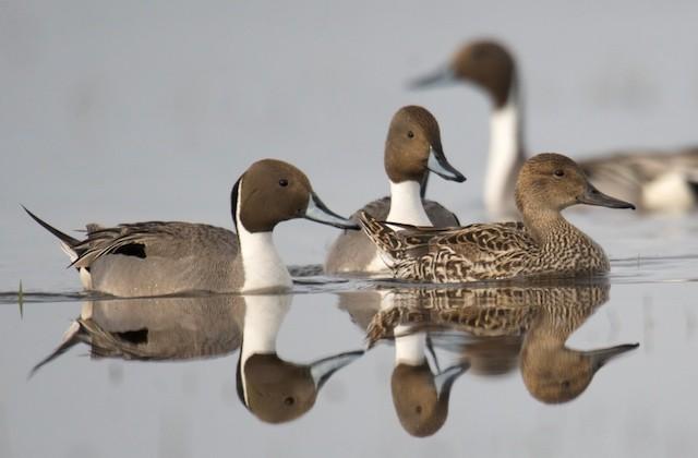 Pintail Ducks