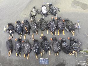 Tufted puffins on beach