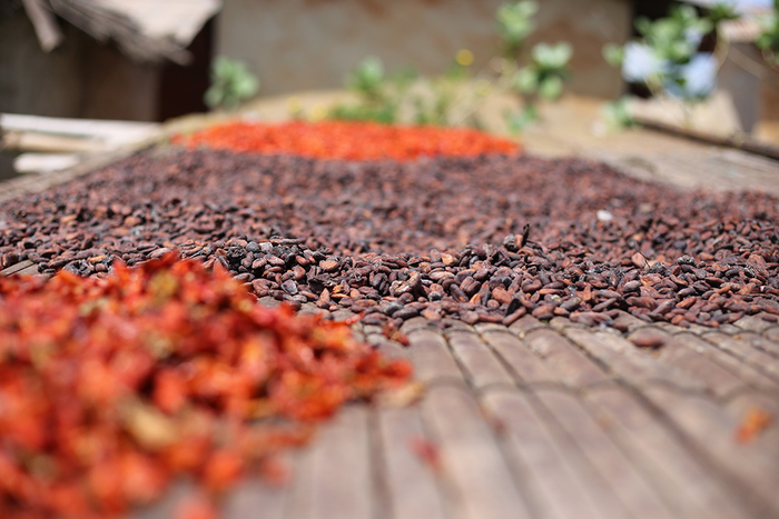 cocoa beans in Côte d'Ivoire