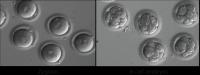 First Safe Repair of Single-Gene Mutation in Human Embryos