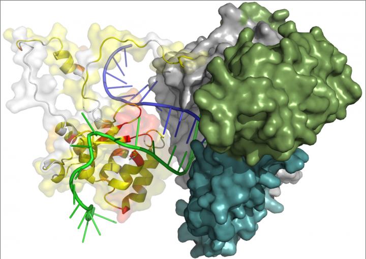 Fig. 1 Model of Telomerase