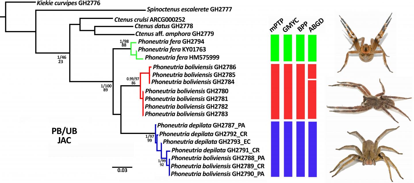 Genetic Evolutionary Tree of the Banana Spiders Genus Phoneutria