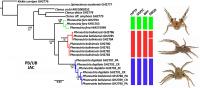 Genetic Evolutionary Tree of the Banana Spiders Genus Phoneutria