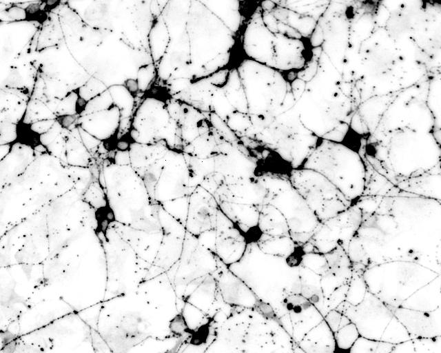 Mouse Induced Neurons