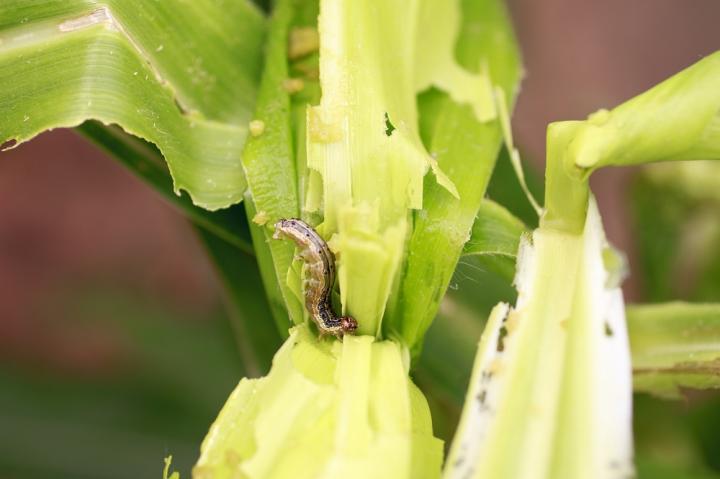 Fall Armyworm