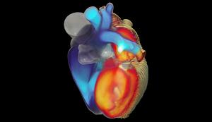 iHEART Simulator: mathematical model of the heart