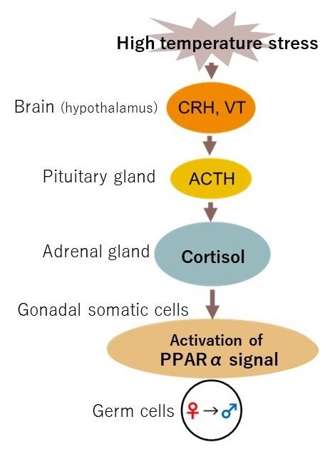 Mechanism for medaka sex-differentiation into males through high temperature stress