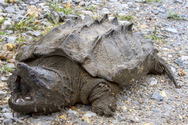 Wild Alligator Snapping Turtle