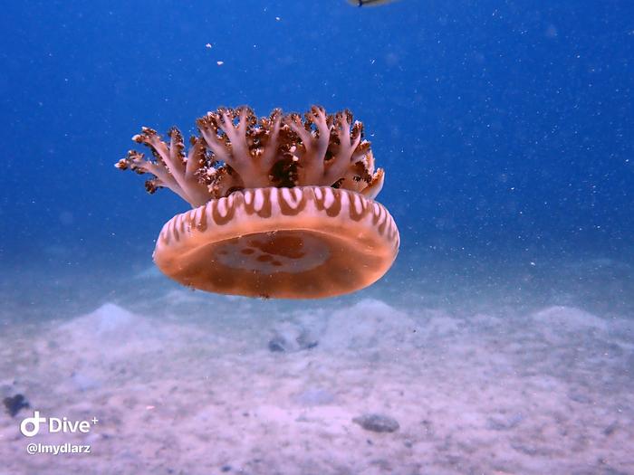 Upside-down jellyfish