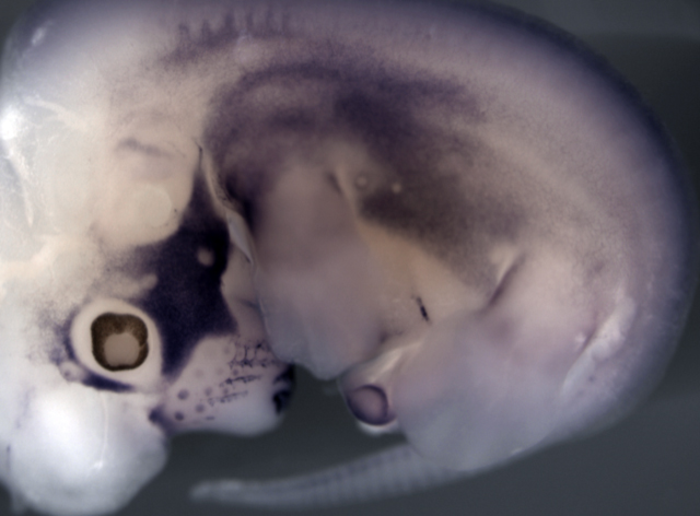 A mouse embryo