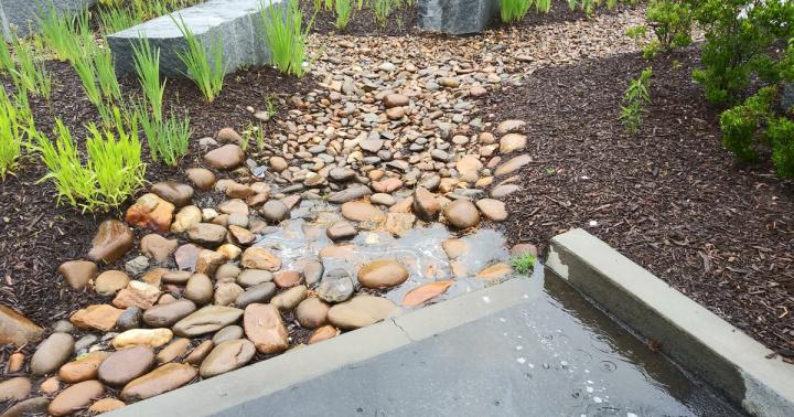 Lammers Rain Garden NC