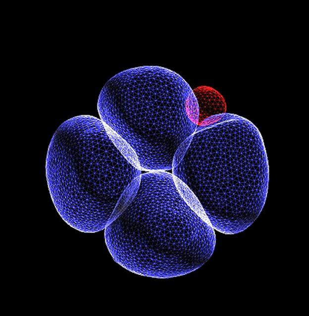 Four-cell Embryo