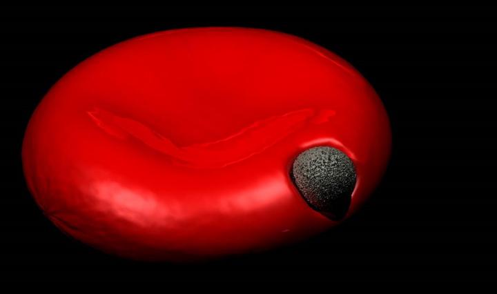Malaria Parasite Entering a Red Blood Cell