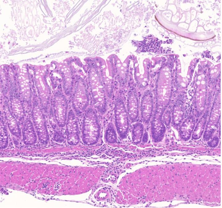 Section of mouse gut