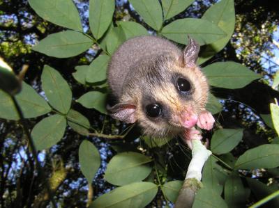 Micoureus Paraguayanus