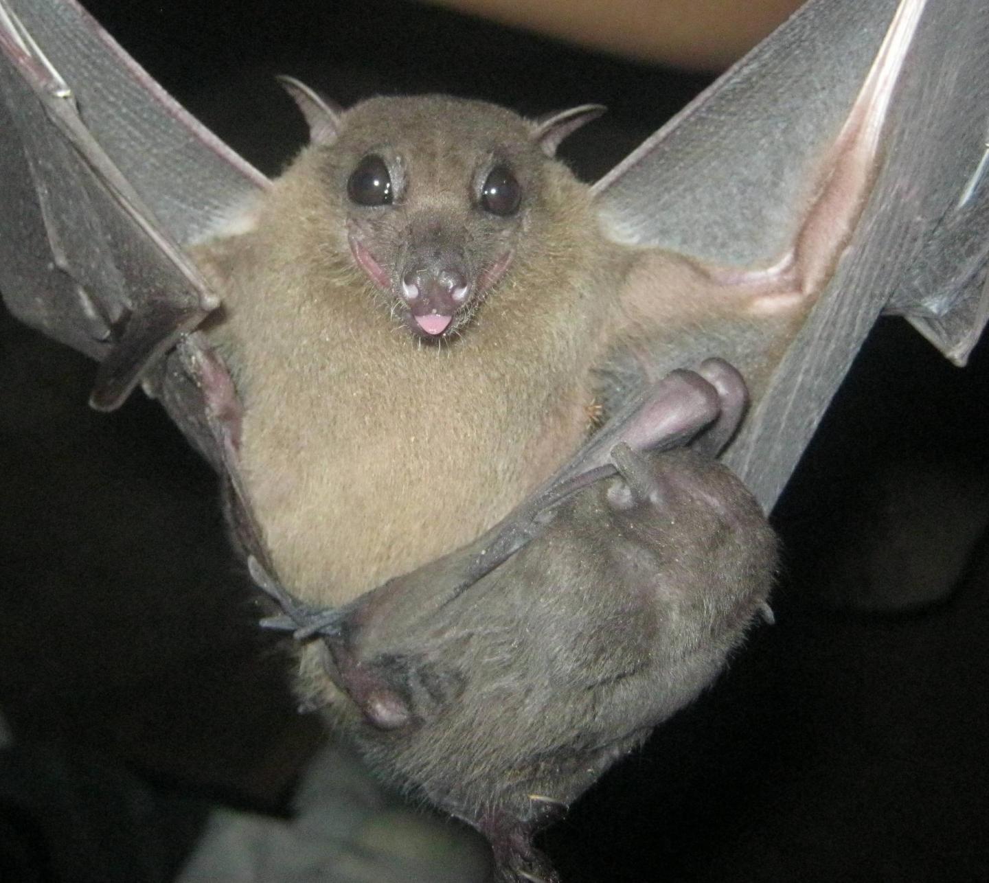 Mother and Pup Fruit Bats