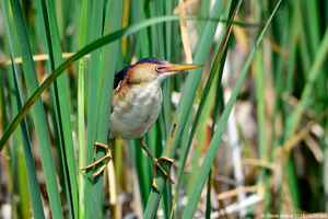 Least bittern