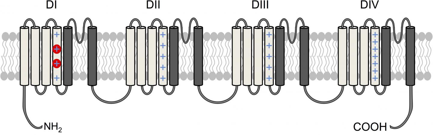 Cardiac Na(v)1.5 Channel