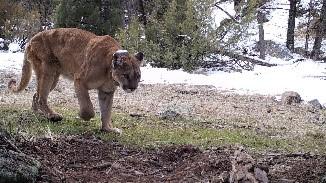 Cougar Prowling