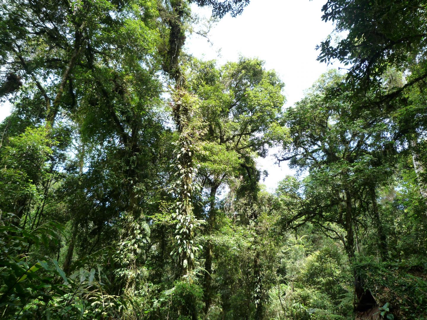 印度尼西亚爪哇哈利蒙山萨拉国家公园(Mount Halimun Salak National Park)物种&#20