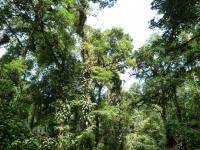 Species-Rich Rainforests of Mount Halimun Salak National Park, Java, Indonesia