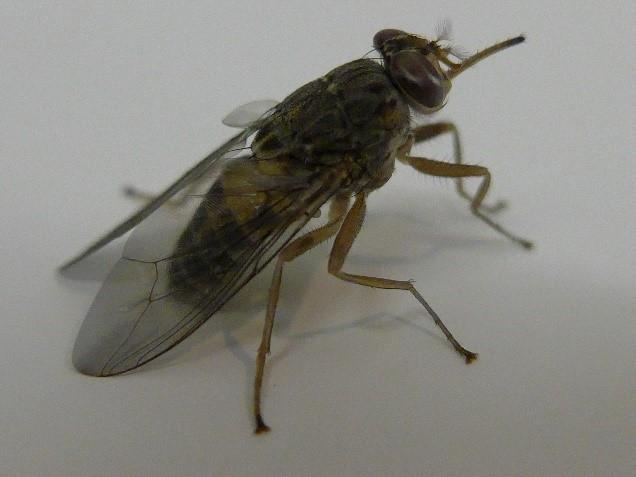 Tsetse Fly