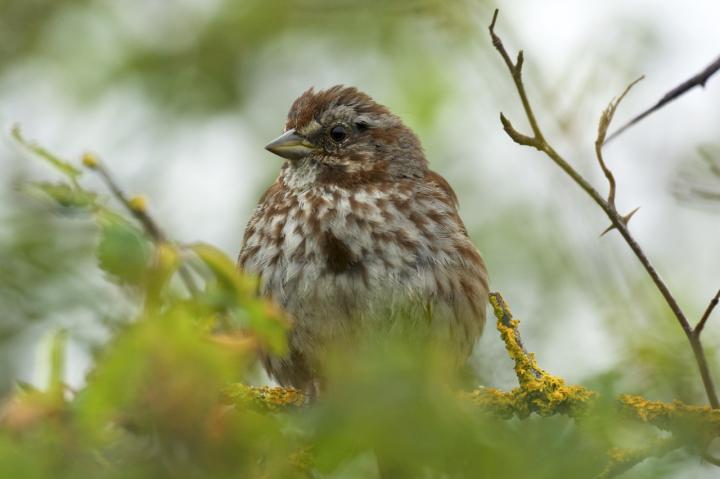 Song Sparrow