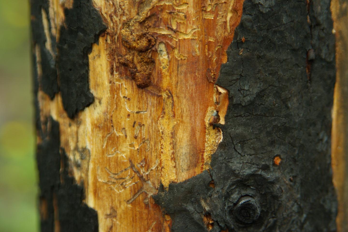 Dead Beetle on Burned Tree