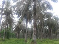 Oil Palm Plantation in Puerto Wilches