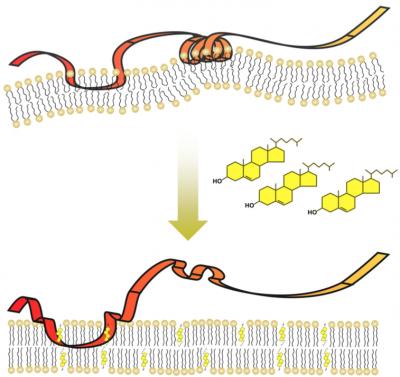 Spring-Shaped Protein Structure Senses Cholesterol in Cells