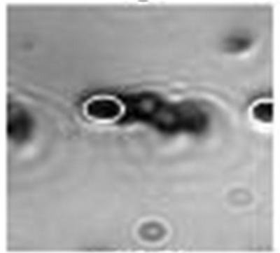 Magnetic Computer Sensors May Help Study Biomolecules