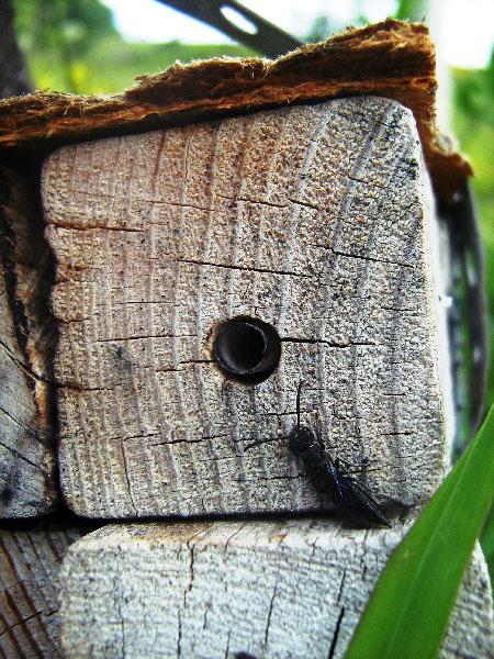 A <i>Sapyga</i> Wasp Lurking at a Mason Bee Nest