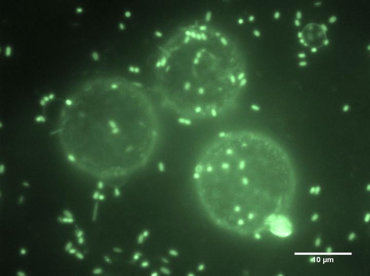 Bacteria Attach to and Surround Oil Droplets