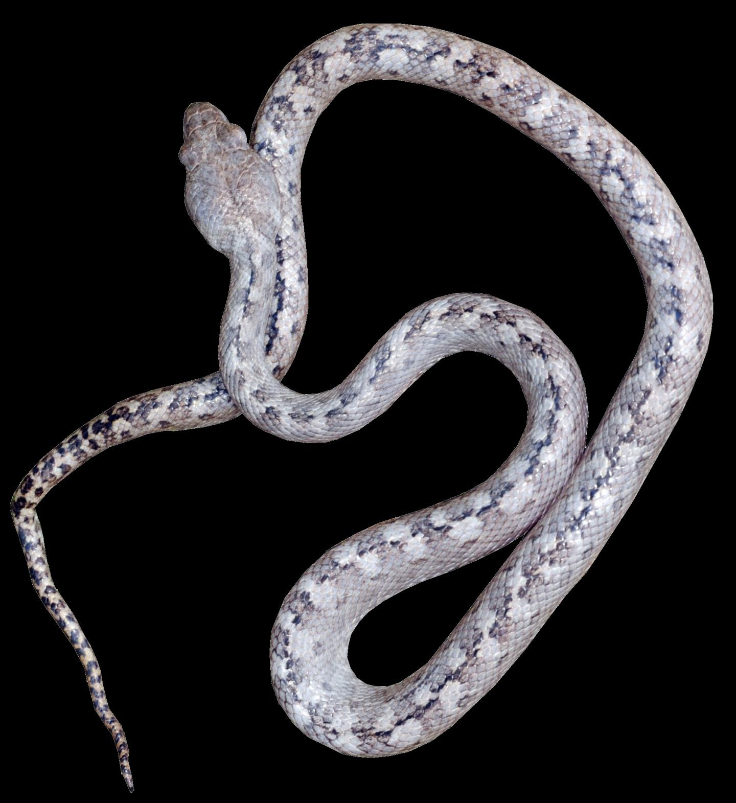 Ghost Snake