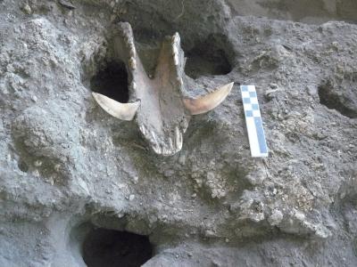 Boar Jaw Inserted into a Niche in the Wall of a Neolithic House at Boncuklu, Turkey