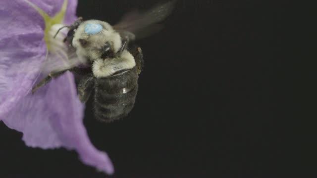 High-speed Video of a Sonicating Bee
