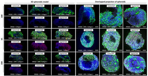 OSTEOGENIC EGGSHELL ACP MATERIALS IN 3D SPHEROIDS: EGGSHELL ACP ENCOURAGES OSTEOBLASTS TO PRODUCE A LARGE AMOUNT OF OPN AND COLLAGEN I FOR SUPPORTING BONE FORMATION