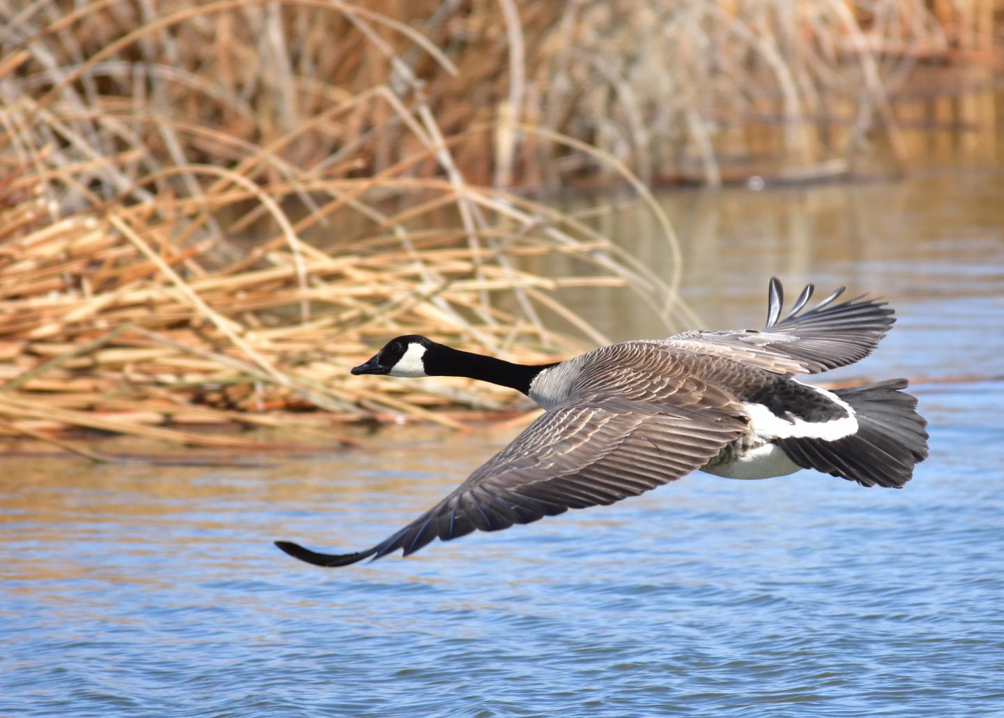 Canada Goose