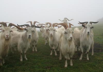 Cashmere Goats Raised on a Farm in Illano
