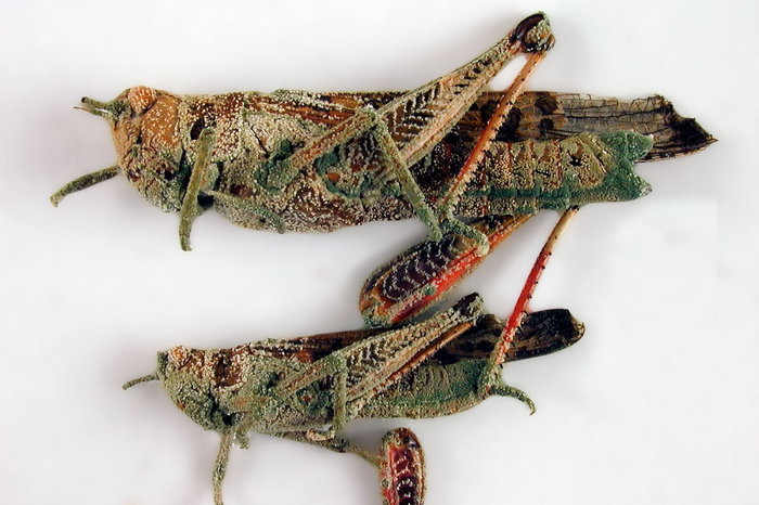 Locusts attacked by the fungus Metarhizium sp.