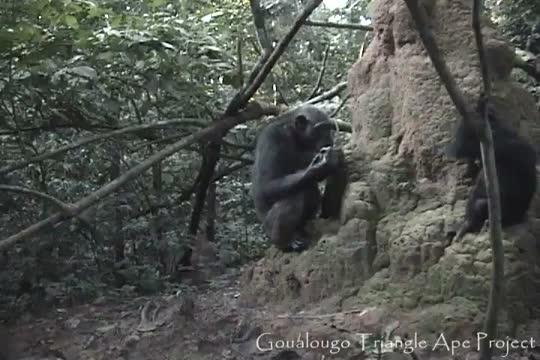 Chimpanzees Teach Too