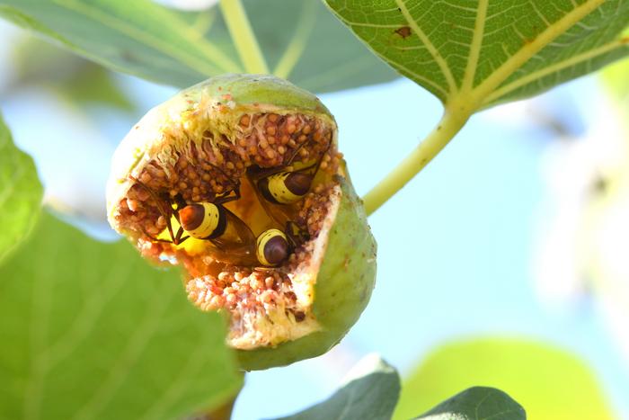 Oriental hornets