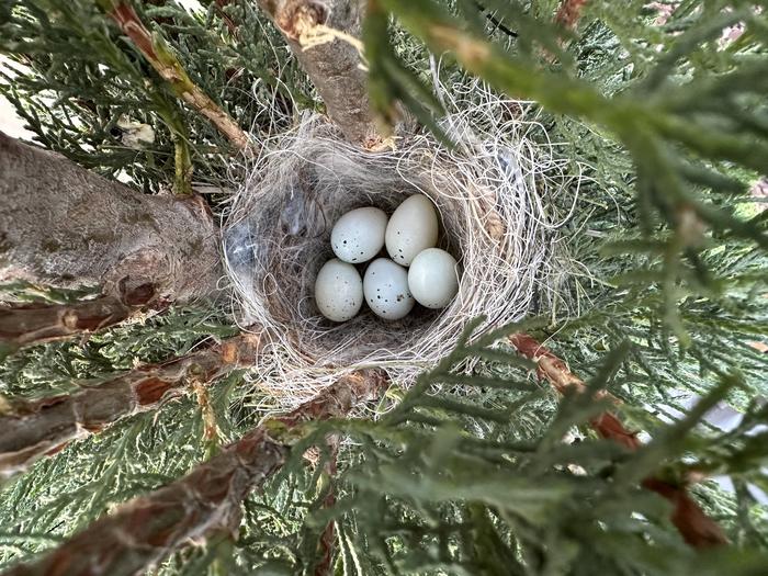 House Finch nest